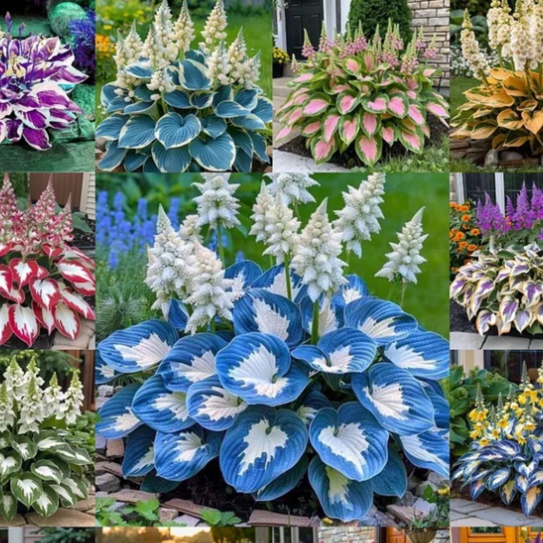 Rare Multicolor Hosta Seed + Plant Growth Serum Free