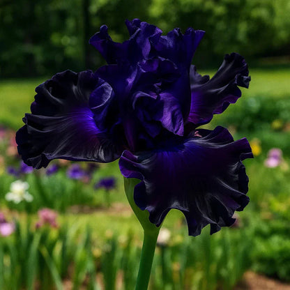 ⚜️Rare Tall Bearded Iris Bulbs (Premium Rhizome Variety) | ⚜️Buy 1 Get 1 Free⚜️
