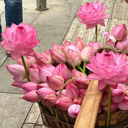 🌸【7 days germination】Last Day 50% OFF💐The Sacred Bonsai Bowl Lotus Flower Seeds | 🔥Buy 1 Get 1 Free🔥