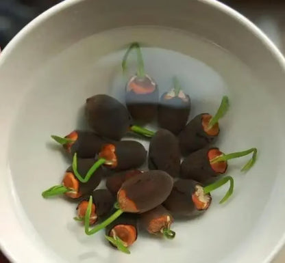 🌸【7 days germination】Last Day 50% OFF💐The Sacred Bonsai Bowl Lotus Flower Seeds | 🔥Buy 1 Get 1 Free🔥