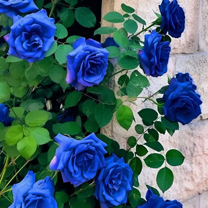🌹SUMMER SPECIAL DAY SALE 50%OFF!!!🌹Rare Heirloom Blue Rose Seeds🌸BUY 1 GET 1 FREE!!🌸