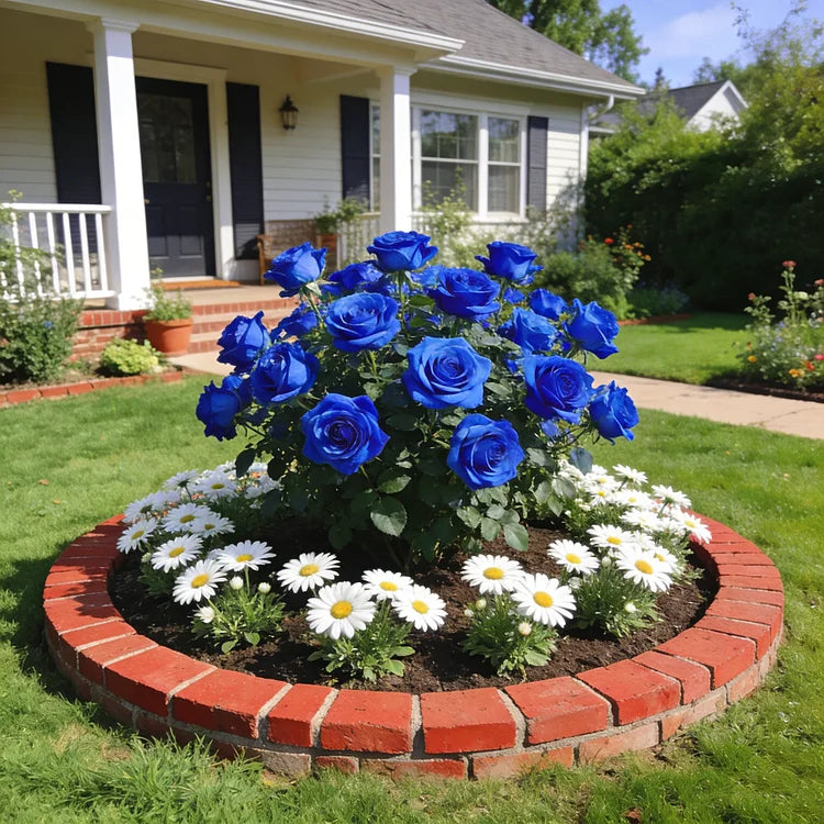 🌹SUMMER SPECIAL DAY SALE 50%OFF!!!🌹Rare Heirloom Blue Rose Seeds🌸BUY 1 GET 1 FREE!!🌸