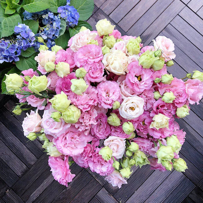 [Flowers even in frosty winter] 🌺High quality Lisianthus Seeds🌺🌸BUY 1 GET 1 FREE!!🌸