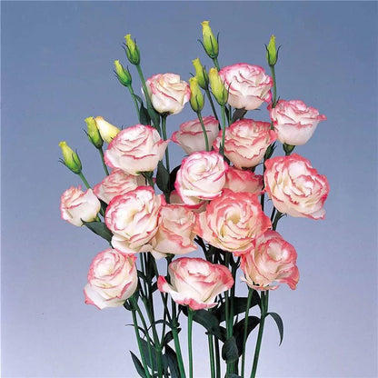 [Flowers even in frosty winter] 🌺High quality Lisianthus Seeds🌺🌸BUY 1 GET 1 FREE!!🌸