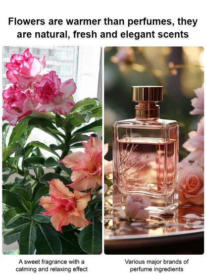 [Desert Rose Seeds] - Survives 100 Years with Simple Watering and Stunning Blooms🌸BUY 1 GET 1 FREE🌸