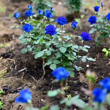 🌹SUMMER SPECIAL DAY SALE 50%OFF!!!🌹Rare Heirloom Blue Rose Seeds🌸BUY 1 GET 1 FREE!!🌸