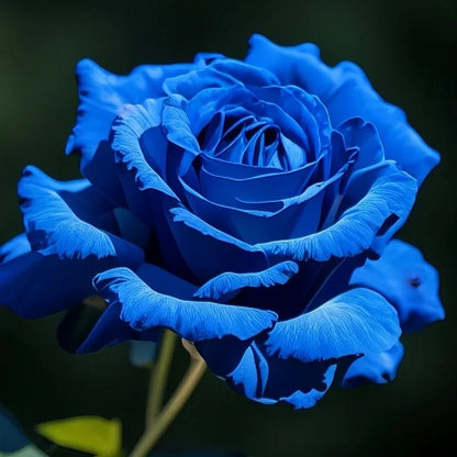 🌹SUMMER SPECIAL DAY SALE 50%OFF!!!🌹Rare Heirloom Blue Rose Seeds🌸BUY 1 GET 1 FREE!!🌸