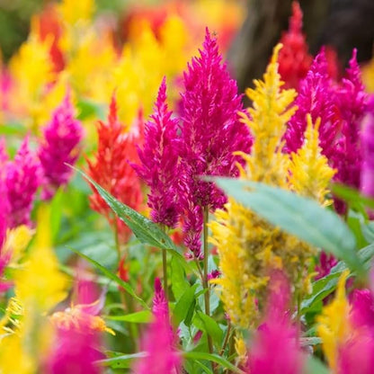 🌸Celosia Flamingo Flower Seeds🌸 (Celosia Spicata Flamingo) 150+Seeds🔥 BUY 1 GET 1 FREE! 🔥