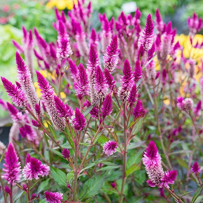 🌸Celosia Flamingo Flower Seeds🌸 (Celosia Spicata Flamingo) 150+Seeds🔥 BUY 1 GET 1 FREE! 🔥