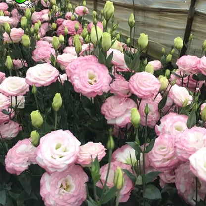 [Flowers even in frosty winter] 🌺High quality Lisianthus Seeds🌺🌸BUY 1 GET 1 FREE!!🌸