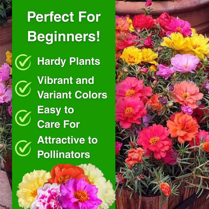 💫🌸BUY 1 GET 1 FREE | Moss Rose🌿Perennial Flower Seeds With Plant Growth Supplement