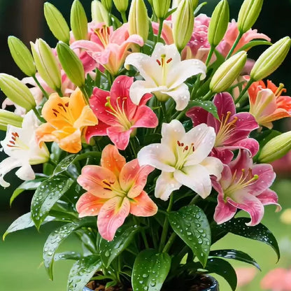 🌺COLORFUL PERFUME LILY BULBS—FRESH AND SWEET | 🔥Buy 1 Get 1 Free🔥