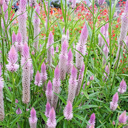 🌸Celosia Flamingo Flower Seeds🌸 (Celosia Spicata Flamingo) 150+Seeds🔥 BUY 1 GET 1 FREE! 🔥
