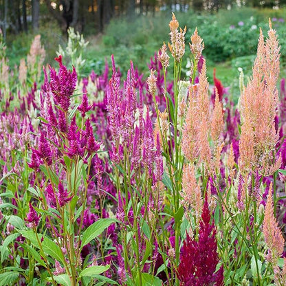 🌸Celosia Flamingo Flower Seeds🌸 (Celosia Spicata Flamingo) 150+Seeds🔥 BUY 1 GET 1 FREE! 🔥