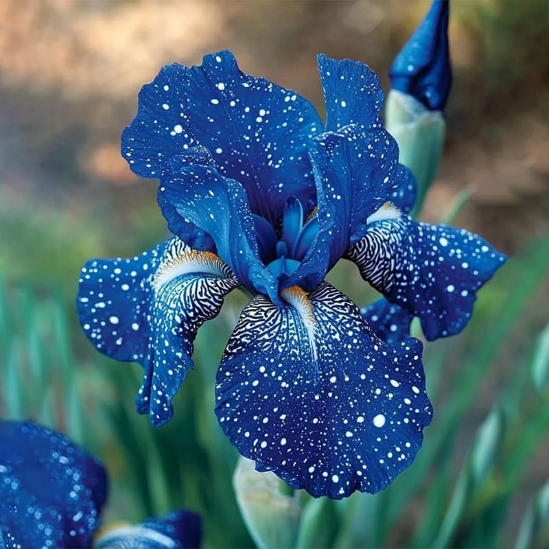 ⚜️Rare Tall Bearded Iris Bulbs (Premium Rhizome Variety) | ⚜️Buy 1 Get 1 Free⚜️