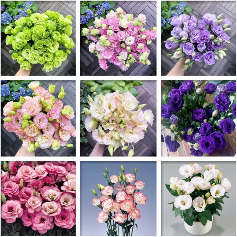 [Flowers even in frosty winter] 🌺High quality Lisianthus Seeds🌺🌸BUY 1 GET 1 FREE!!🌸