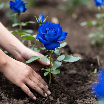🌹SUMMER SPECIAL DAY SALE 50%OFF!!!🌹Rare Heirloom Blue Rose Seeds🌸BUY 1 GET 1 FREE!!🌸