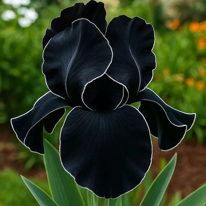 ⚜️Rare Tall Bearded Iris Bulbs (Premium Rhizome Variety) | ⚜️Buy 1 Get 1 Free⚜️