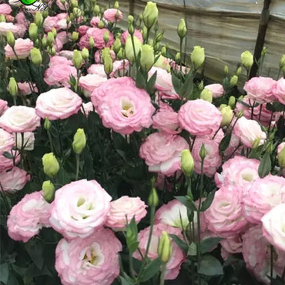 [Flowers even in frosty winter] 🌺High quality Lisianthus Seeds🌺🌸BUY 1 GET 1 FREE!!🌸