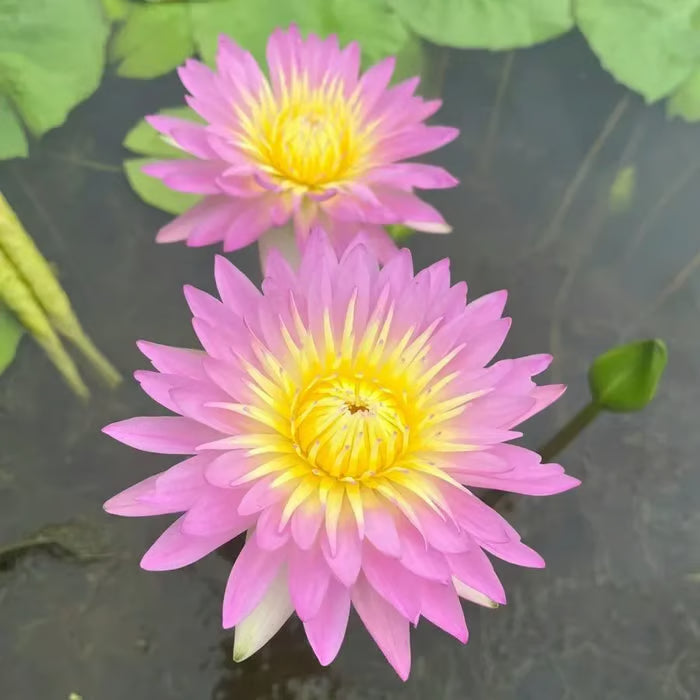 🌸【7 days germination】Last Day 50% OFF💐The Sacred Bonsai Bowl Lotus Flower Seeds | 🔥Buy 1 Get 1 Free🔥