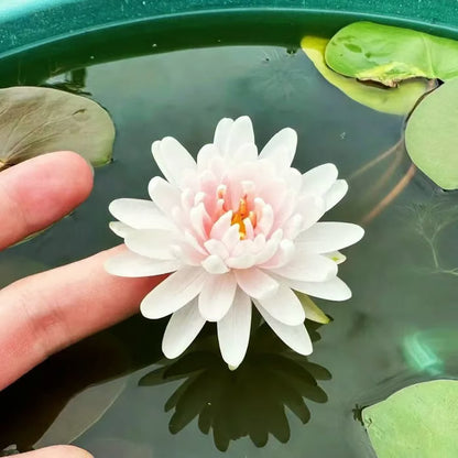 🌸【7 days germination】Last Day 50% OFF💐The Sacred Bonsai Bowl Lotus Flower Seeds | 🔥Buy 1 Get 1 Free🔥