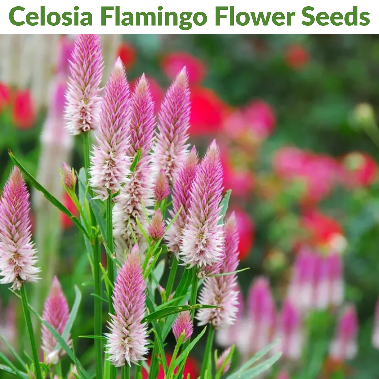 🌸Celosia Flamingo Flower Seeds🌸 (Celosia Spicata Flamingo) 150+Seeds🔥 BUY 1 GET 1 FREE! 🔥
