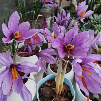 🌹Saffron Bulbs—Gold in the Flower Seeds🌹🔥Buy 1 Get 1 Free🔥