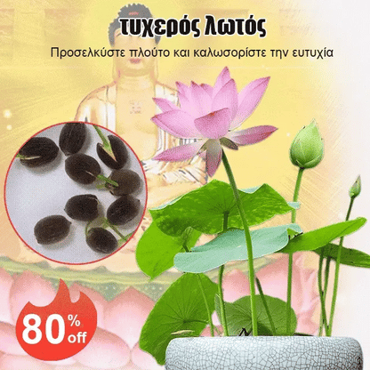 🌸【7 days germination】Last Day 50% OFF💐The Sacred Bonsai Bowl Lotus Flower Seeds | 🔥Buy 1 Get 1 Free🔥