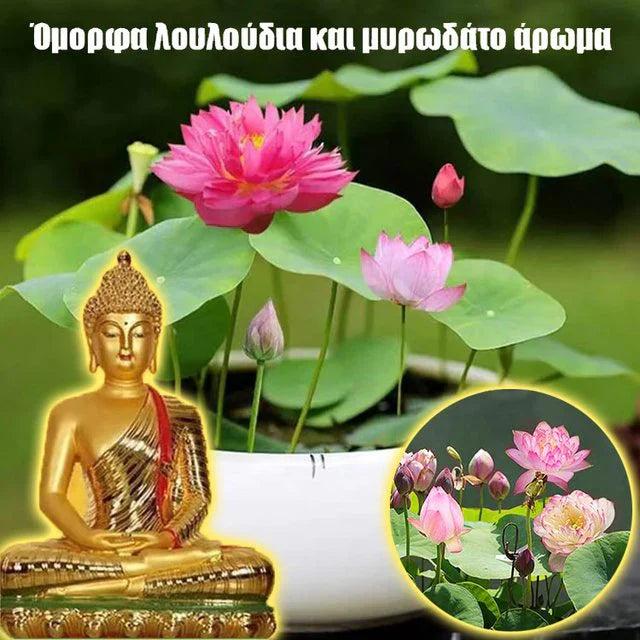 🌸【7 days germination】Last Day 50% OFF💐The Sacred Bonsai Bowl Lotus Flower Seeds | 🔥Buy 1 Get 1 Free🔥