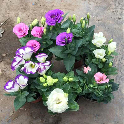 [Flowers even in frosty winter] 🌺High quality Lisianthus Seeds🌺🌸BUY 1 GET 1 FREE!!🌸