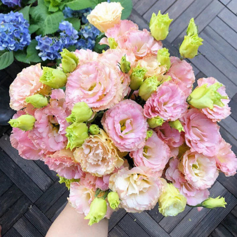 [Flowers even in frosty winter] 🌺High quality Lisianthus Seeds🌺🌸BUY 1 GET 1 FREE!!🌸