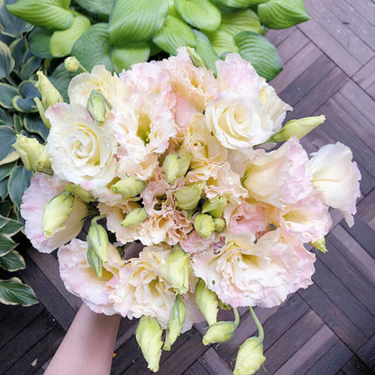 [Flowers even in frosty winter] 🌺High quality Lisianthus Seeds🌺🌸BUY 1 GET 1 FREE!!🌸
