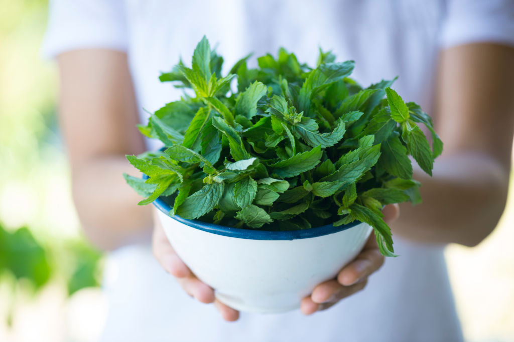 🌿 Mint Seeds – Fresh, Healthy & Easy to Grow | 🔥Buy 1 Get 1 Free🔥