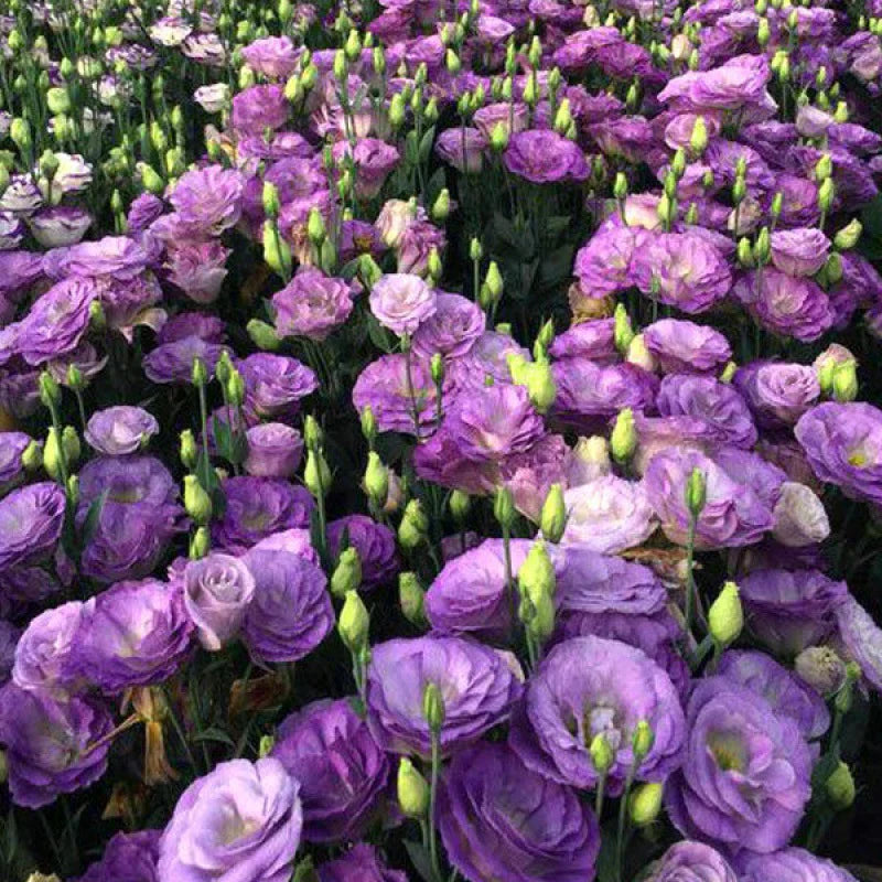 [Flowers even in frosty winter] 🌺High quality Lisianthus Seeds🌺🌸BUY 1 GET 1 FREE!!🌸