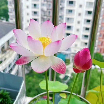 🌸【7 days germination】Last Day 50% OFF💐The Sacred Bonsai Bowl Lotus Flower Seeds | 🔥Buy 1 Get 1 Free🔥