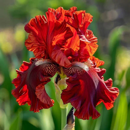 ⚜️Rare Tall Bearded Iris Bulbs (Premium Rhizome Variety) | ⚜️Buy 1 Get 1 Free⚜️