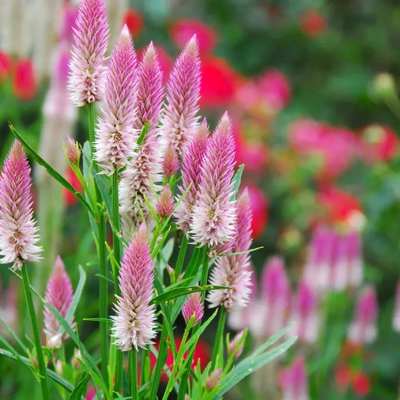 🌸Celosia Flamingo Flower Seeds🌸 (Celosia Spicata Flamingo) 150+Seeds🔥 BUY 1 GET 1 FREE! 🔥